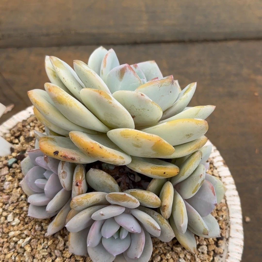 0134。       奶茶四头