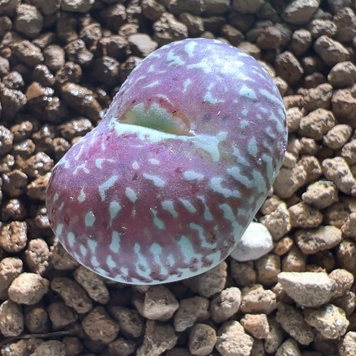 w684。 sam种源拆头1719大型红纹原始墨母本拆头