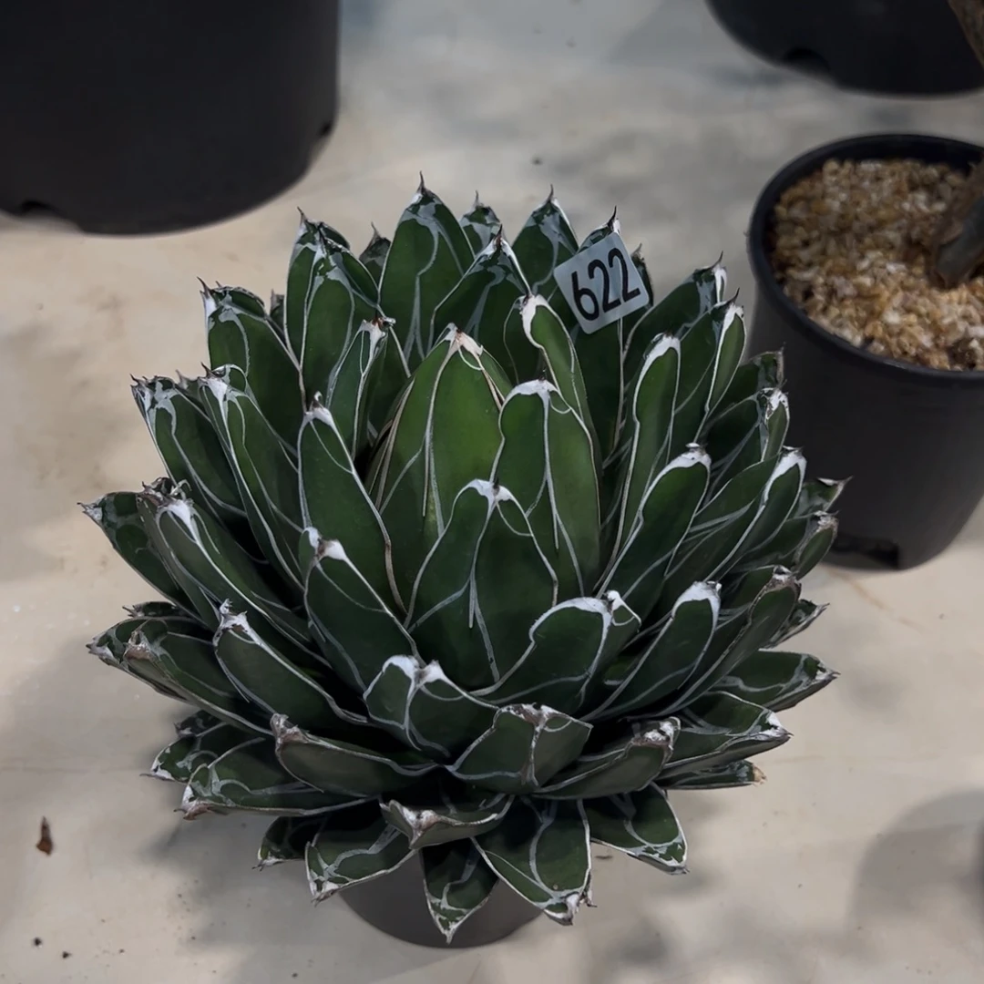 Y***o622笹之雪龙舌兰植物脱土发货