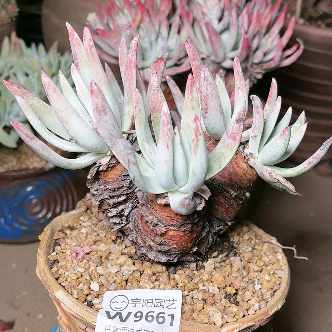 9661我具体仙女杯多肉