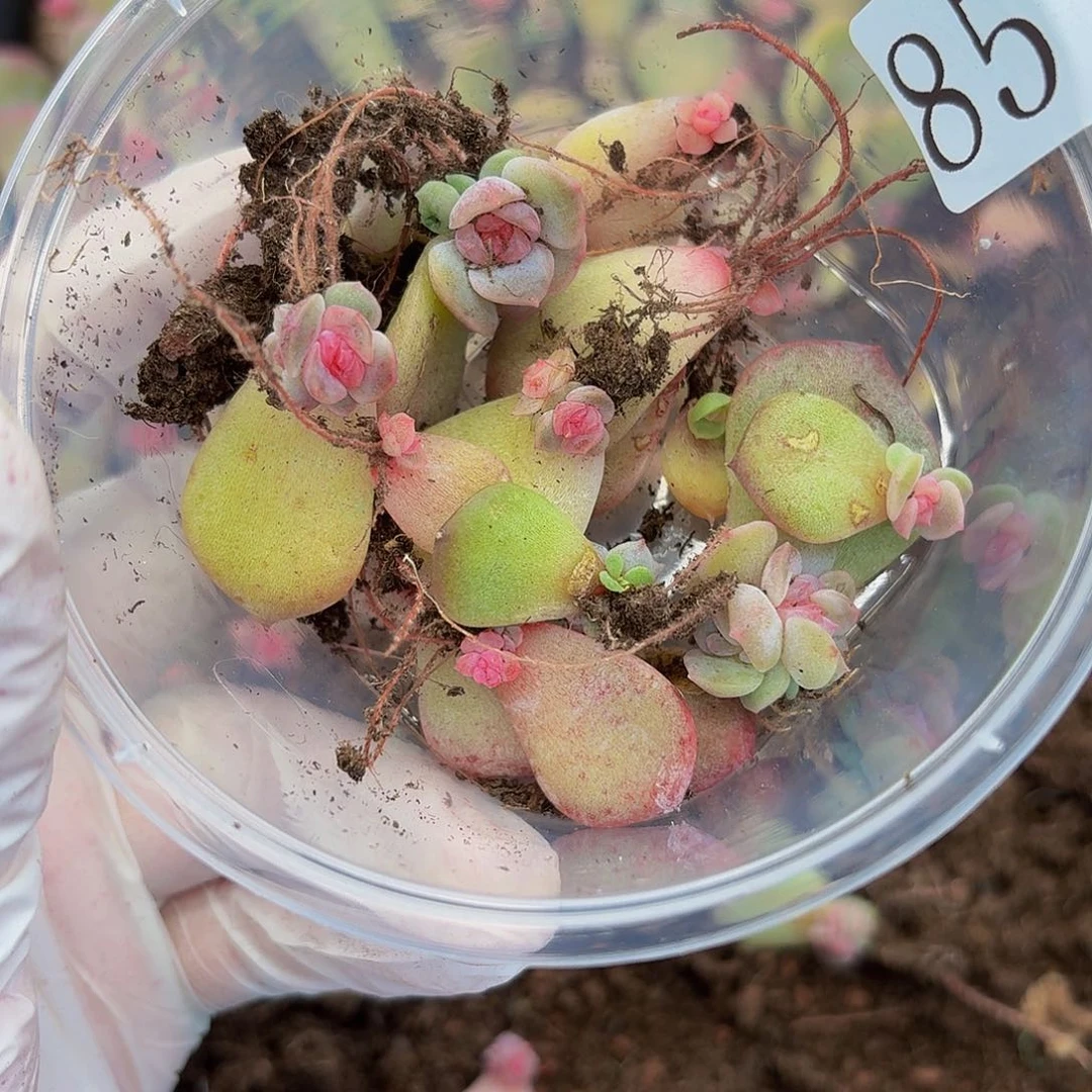 多肉植物多肉植物85
