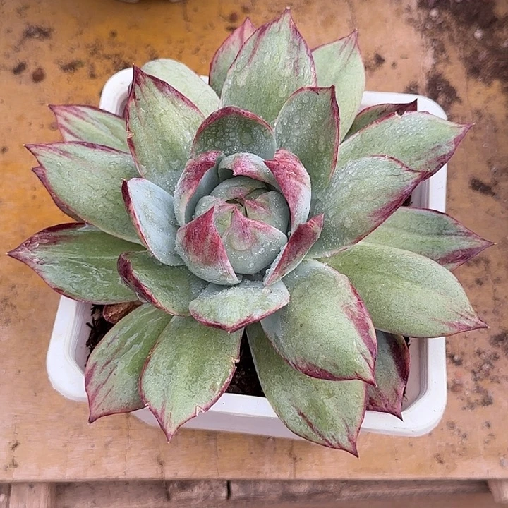 惊鸿一物一拍包装收缩花旱