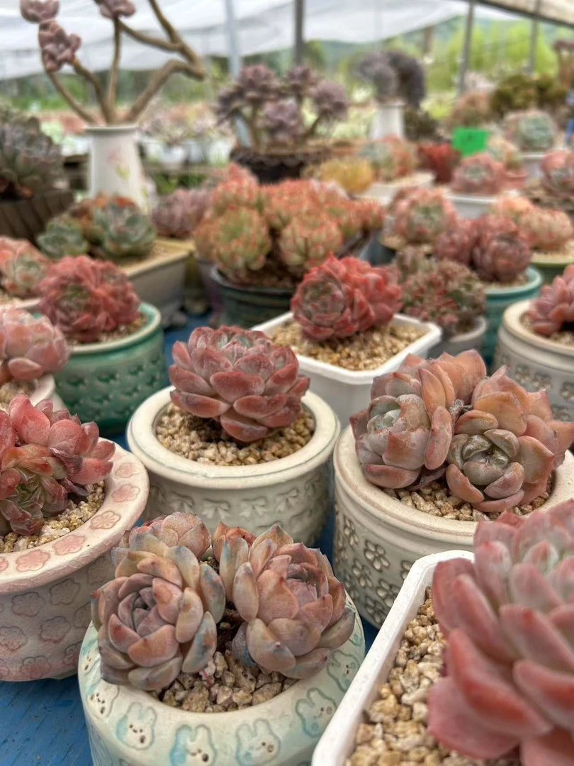 二号综合链接精品多肉植物一物一拍 拍与直播间对应的价格即可