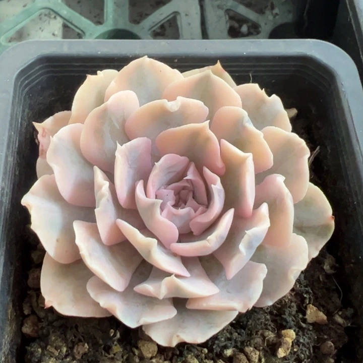 利比里亚锦一物一拍锦龙