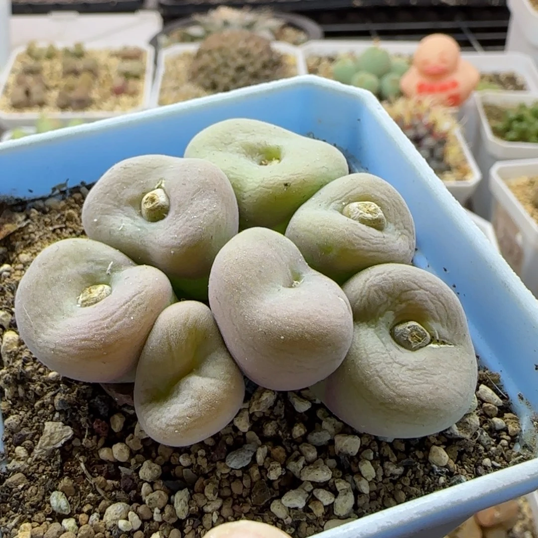 7205 大白多肉植物园