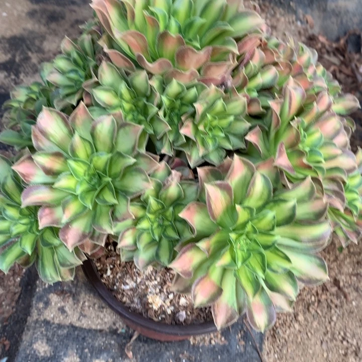 271多肉植物一物一拍