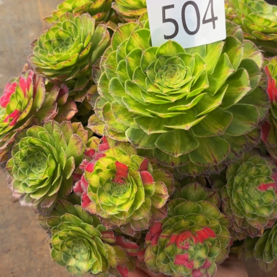 哈哈多肉葡萄福利504