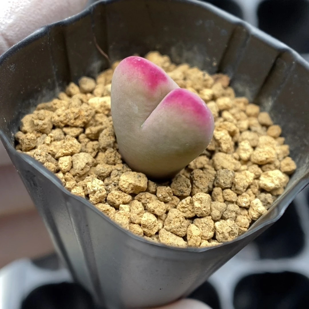 多肉植物肉锥杂交K-3773 将杂