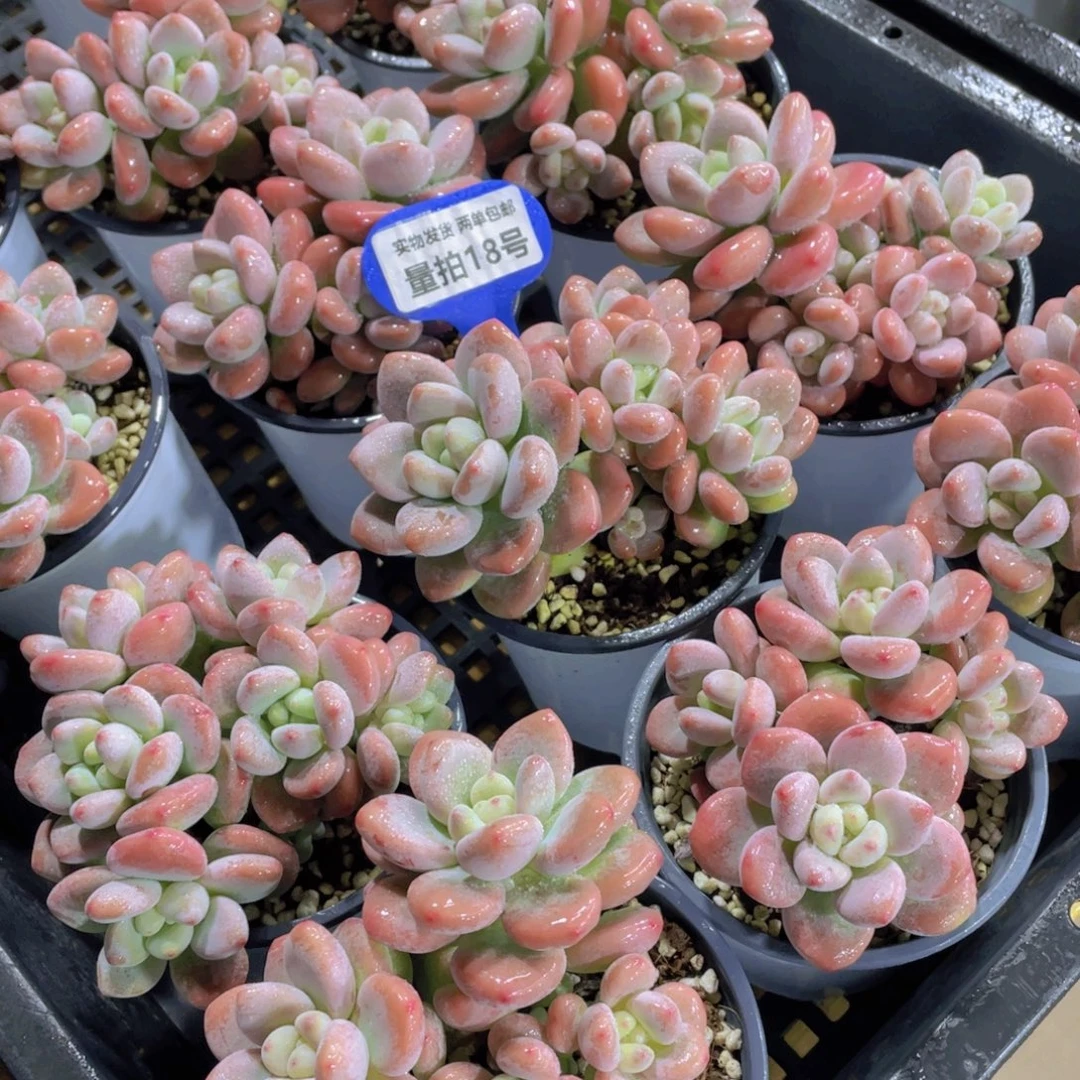 量拍18号 老桩樱花粉洛神多头群一个