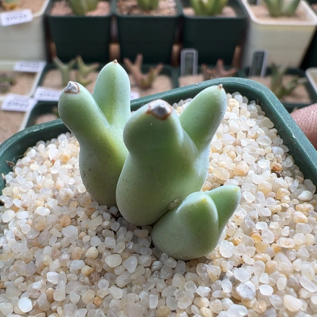 优选白兰地大个头猪蹄干疤福利