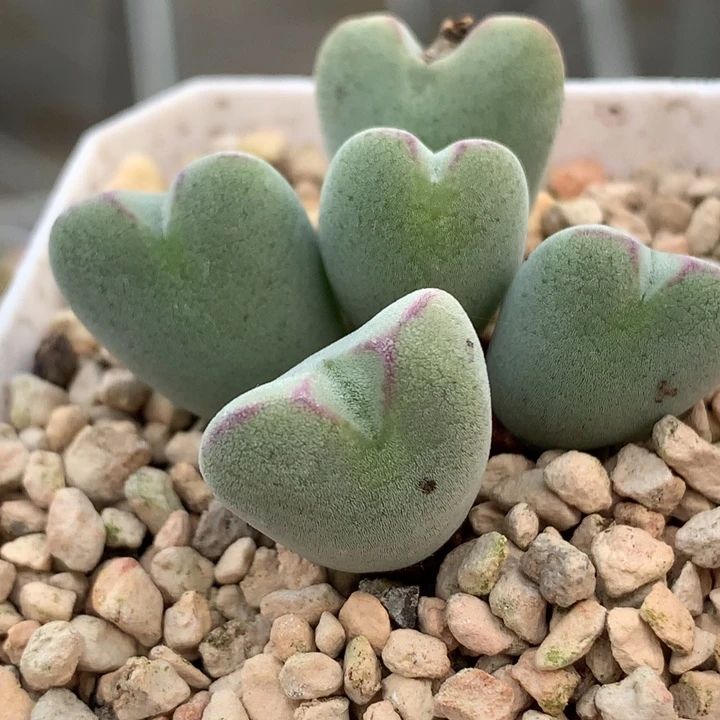 精品多肉植物精品多肉