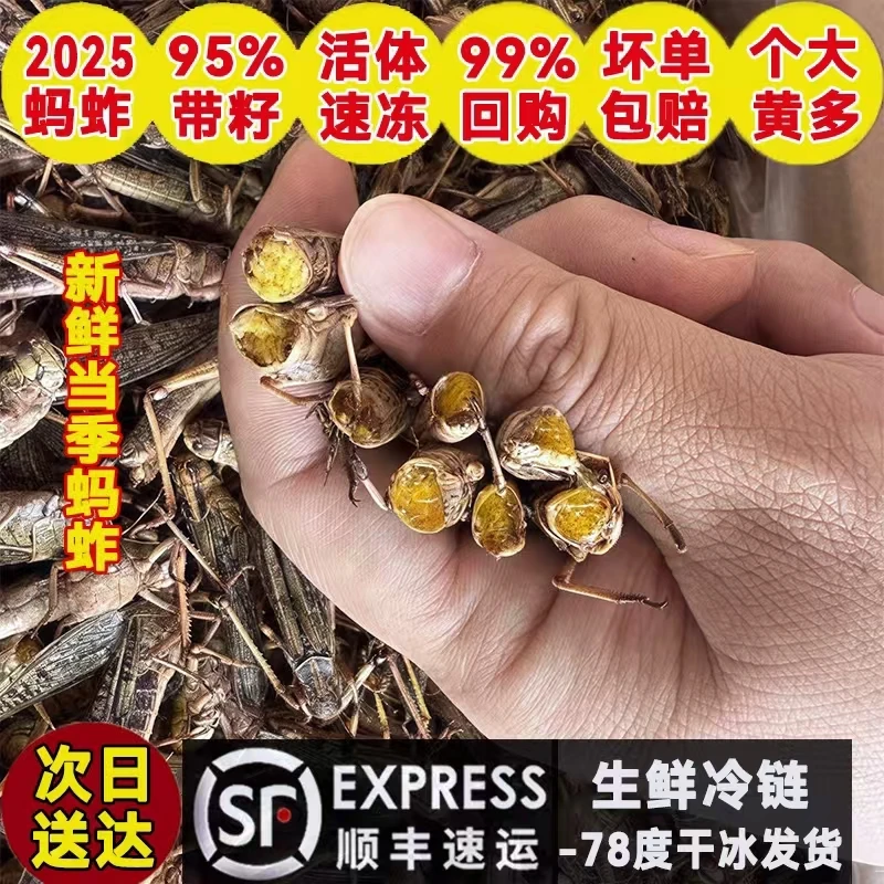 纯母去翅带籽率高蚂蚱油炸烧烤商用鲜活体速冻当季昆虫高蛋白蚱蜢