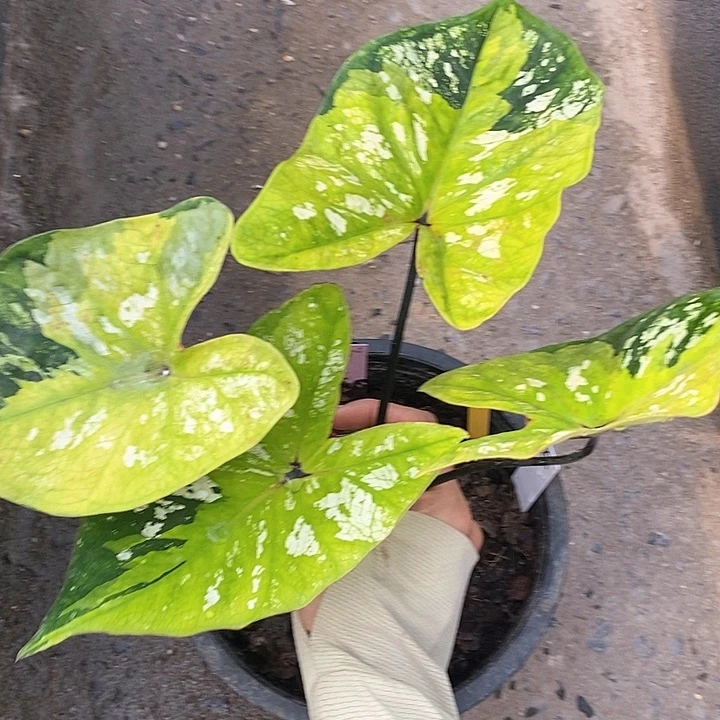 泰国彩叶 615-0203