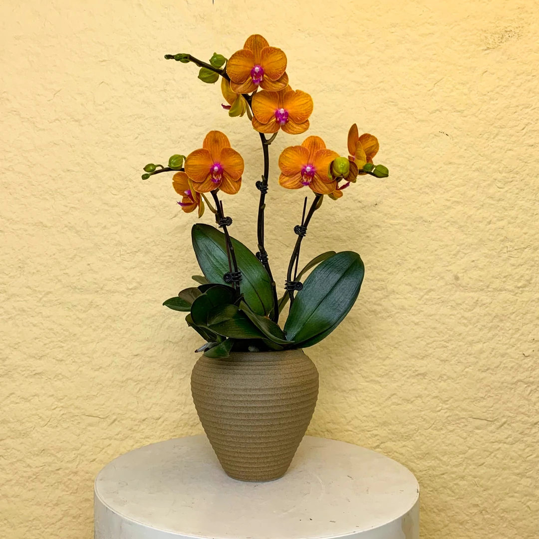 【博洛尼亚】欧洲鲜花蝴蝶兰 爱马仕橙色系 轻奢高级室内礼品花