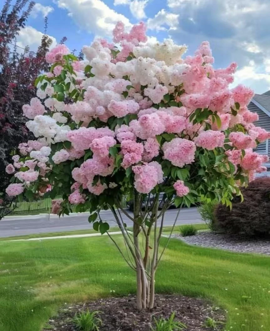 【棒棒糖圆锥绣球】花长花期可变色阳台庭院地栽