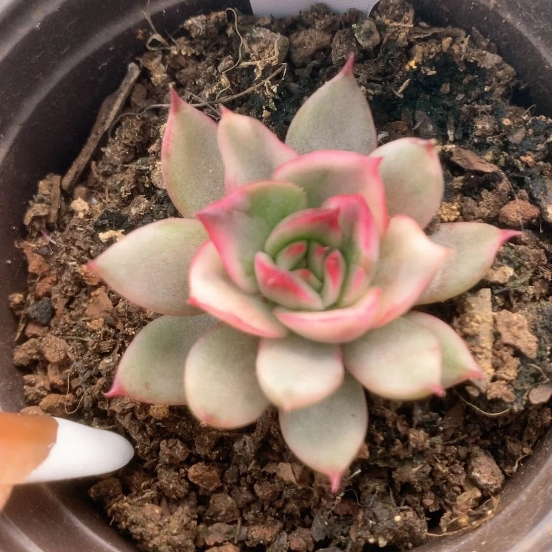 042野马锦锦锦锦锦锦锦