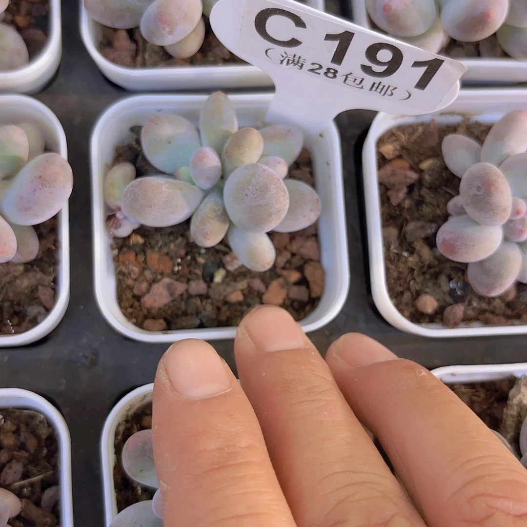C191芭比奶一物一拍