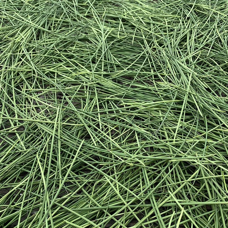 竹心嫩芽新鲜野生竹叶芯新鲜竹芯竹叶心泡水茶