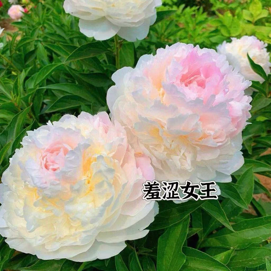芍药花 重瓣大花的耐旱耐寒种一次年年开花