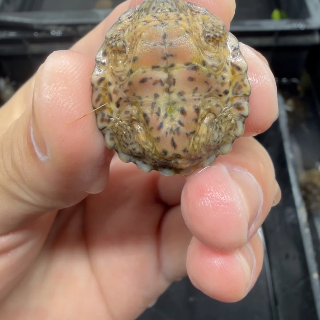 宠物龟不分公母巨刀