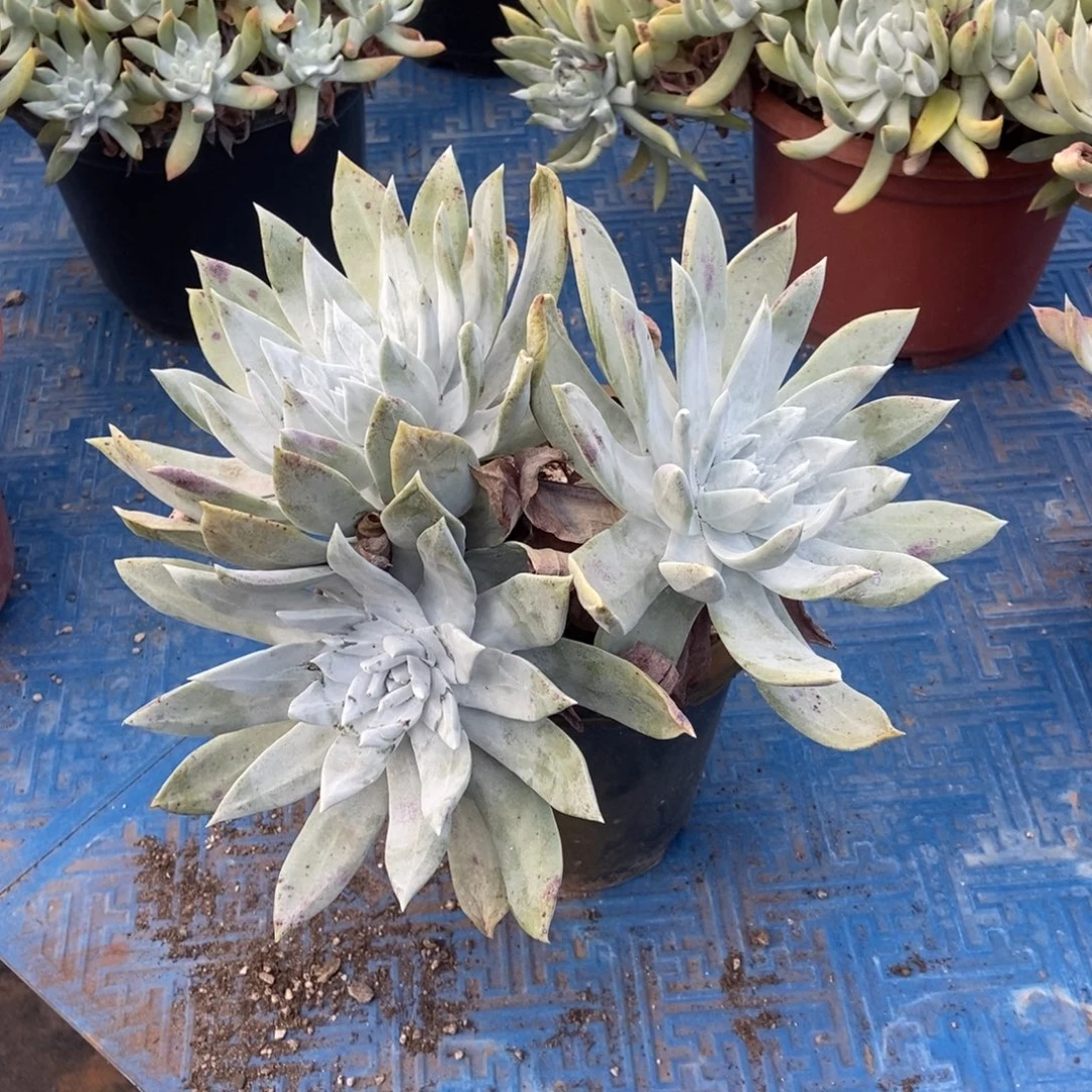 赛琳娜多肉植物啦啦啦