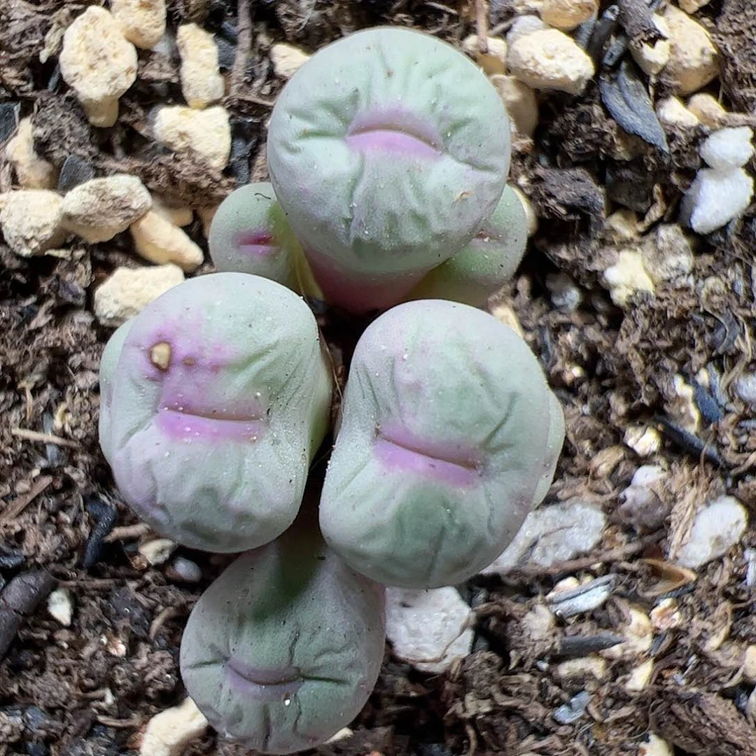 【闪购商品】285 紫脸