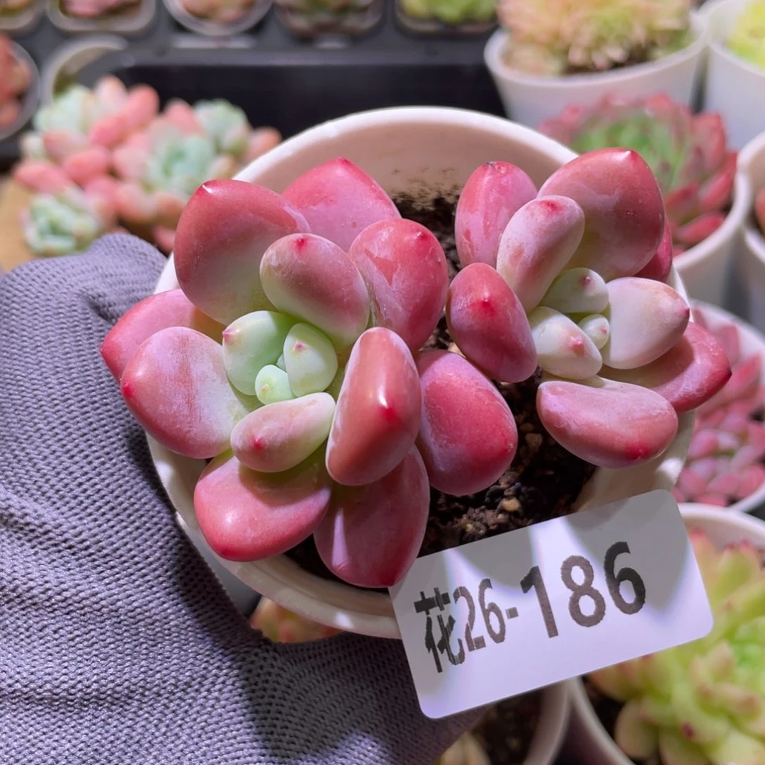 花利美26-186洛神