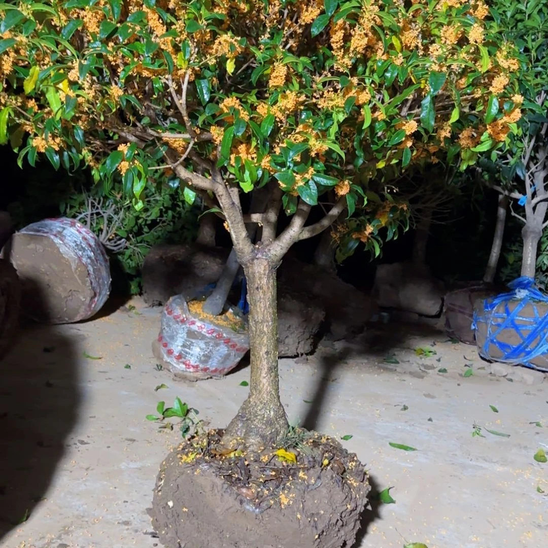 大***得无花朵桂花。八月桂系列