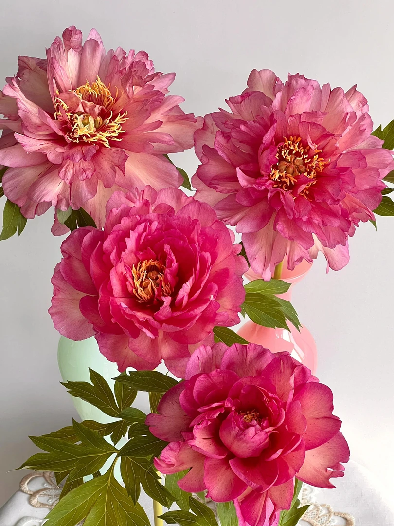 希拉里芍药-阴凉处养护怕热怕风冰水或加冰块发货根部不包水