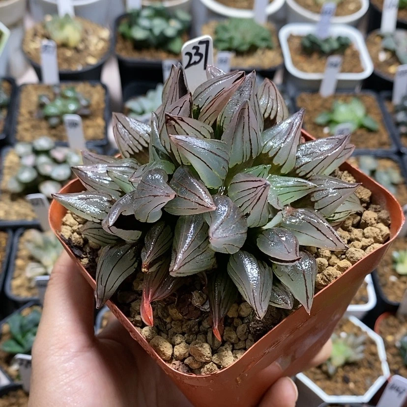 【闪购商品】237西瓜