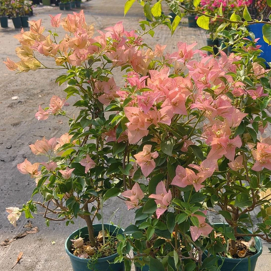 当前无花栽培后可以开花卡亚塔带竹一棵