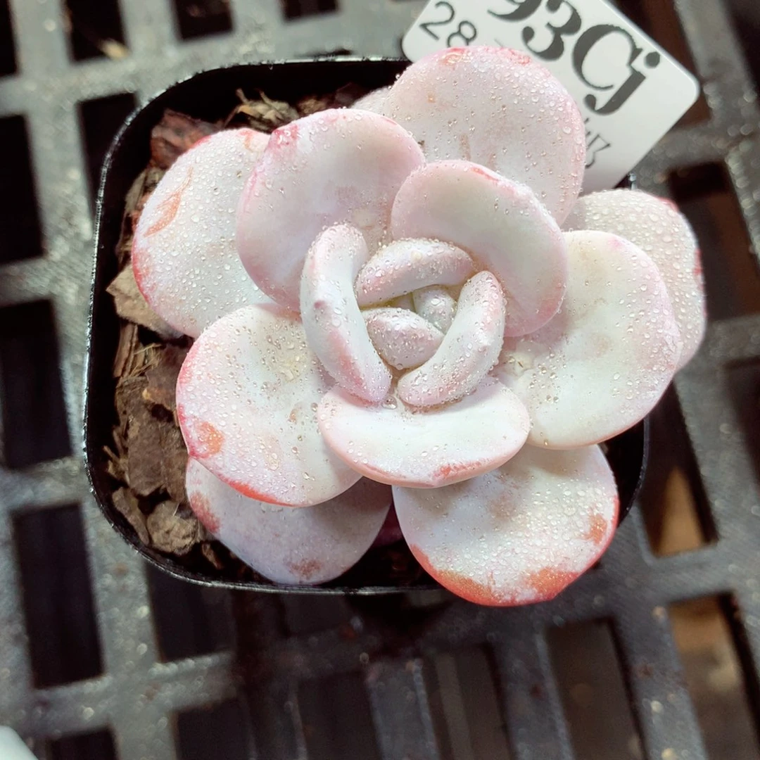 5厘米盆精控多肉193