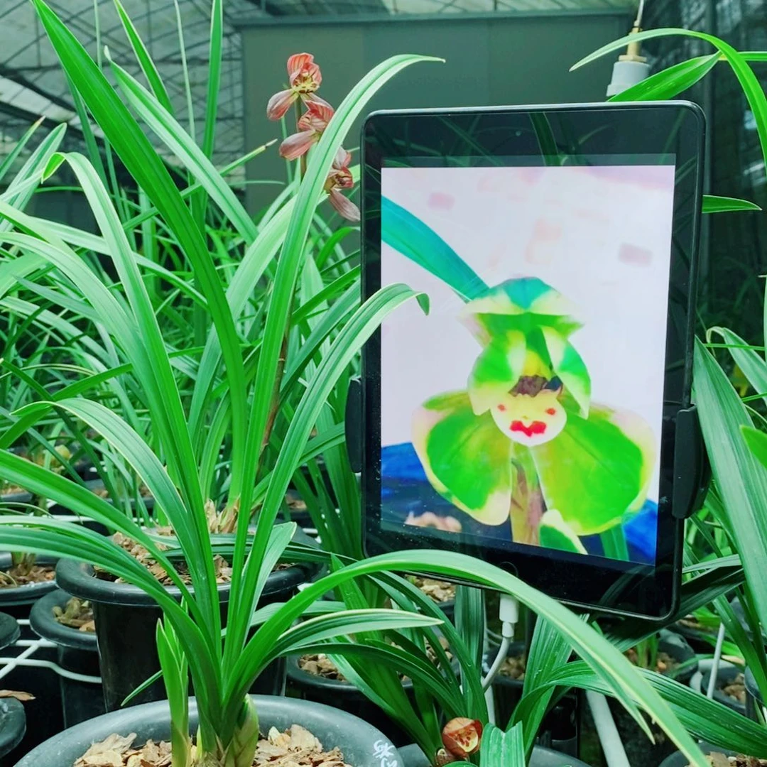 大部分花苞少量开放