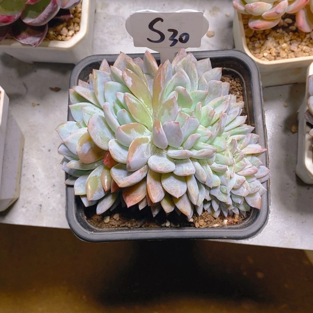 几***界梦露缀多肉植物