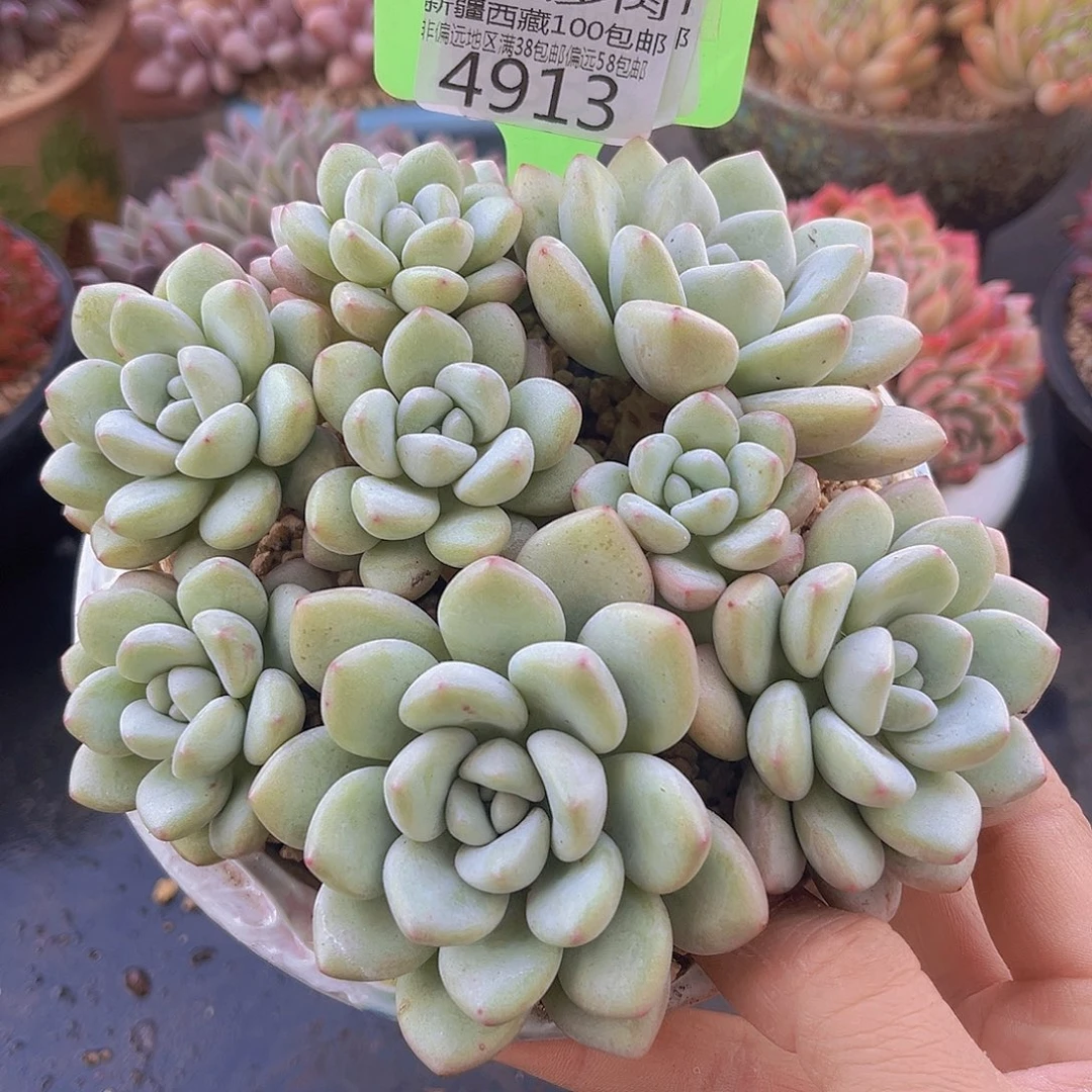 4913泡泡糖多肉植物