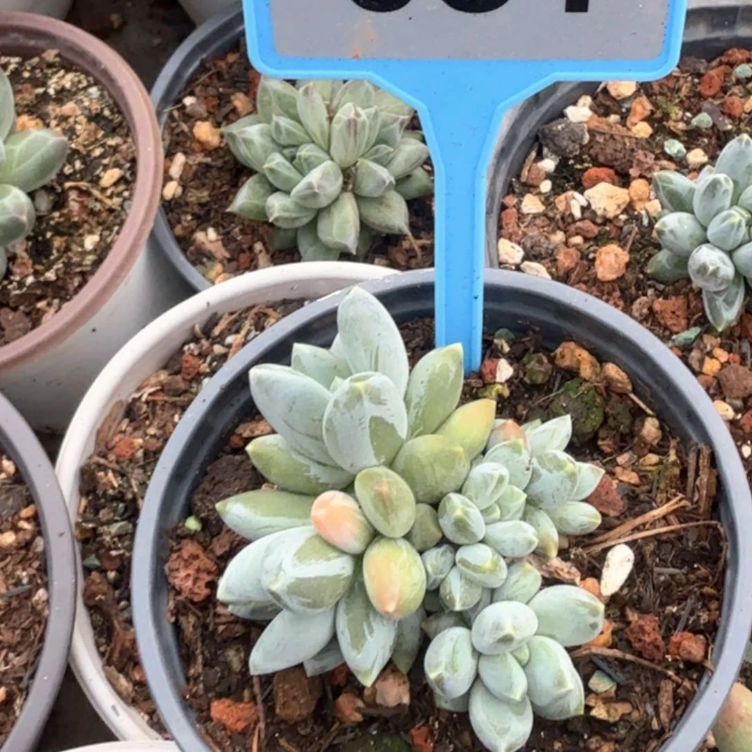 七彩三色多肉植物051