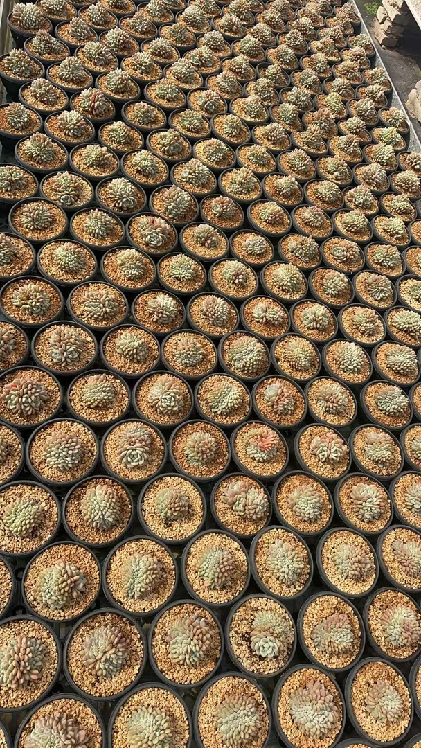 胖妹多肉爱丽儿缀