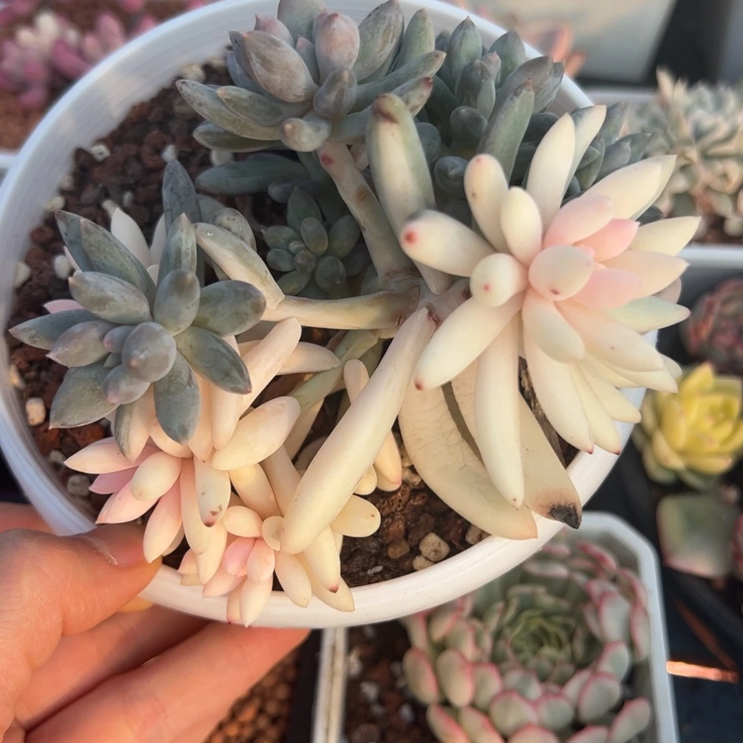 所罗门锦白锦，群生