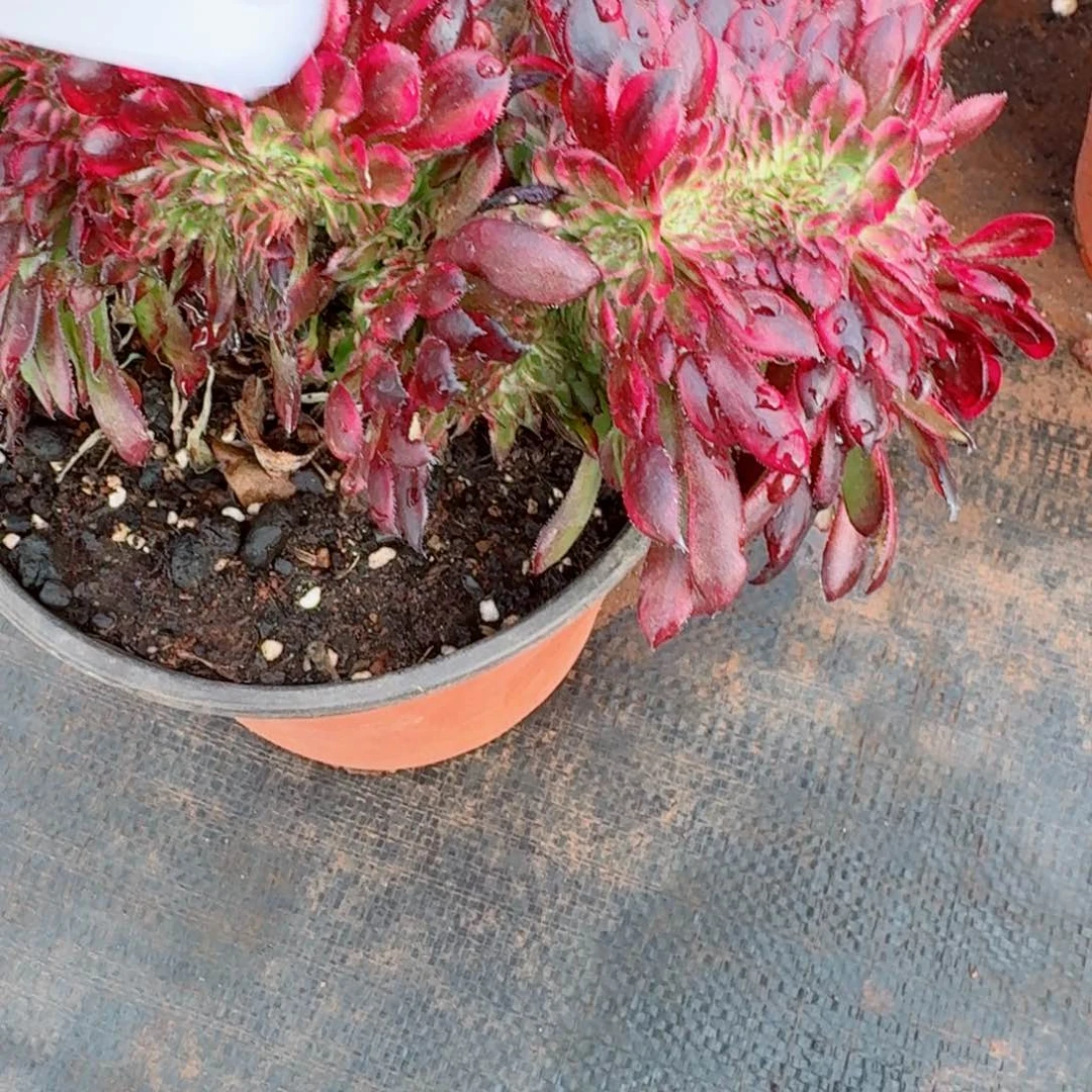 嗯459 号多肉法师特价疤