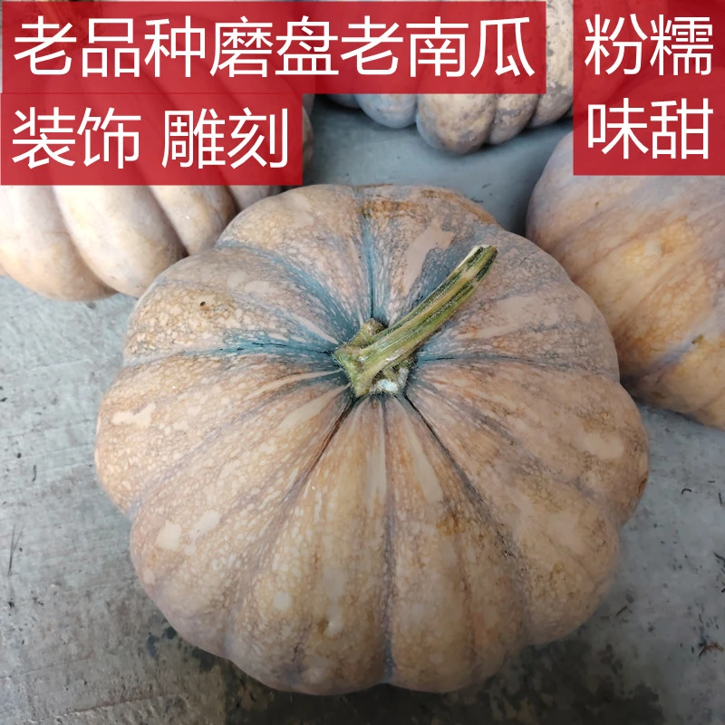磨盘南瓜农家老品种黄皮大扁圆土南瓜灯宝宝辅食雕刻摆件万圣节