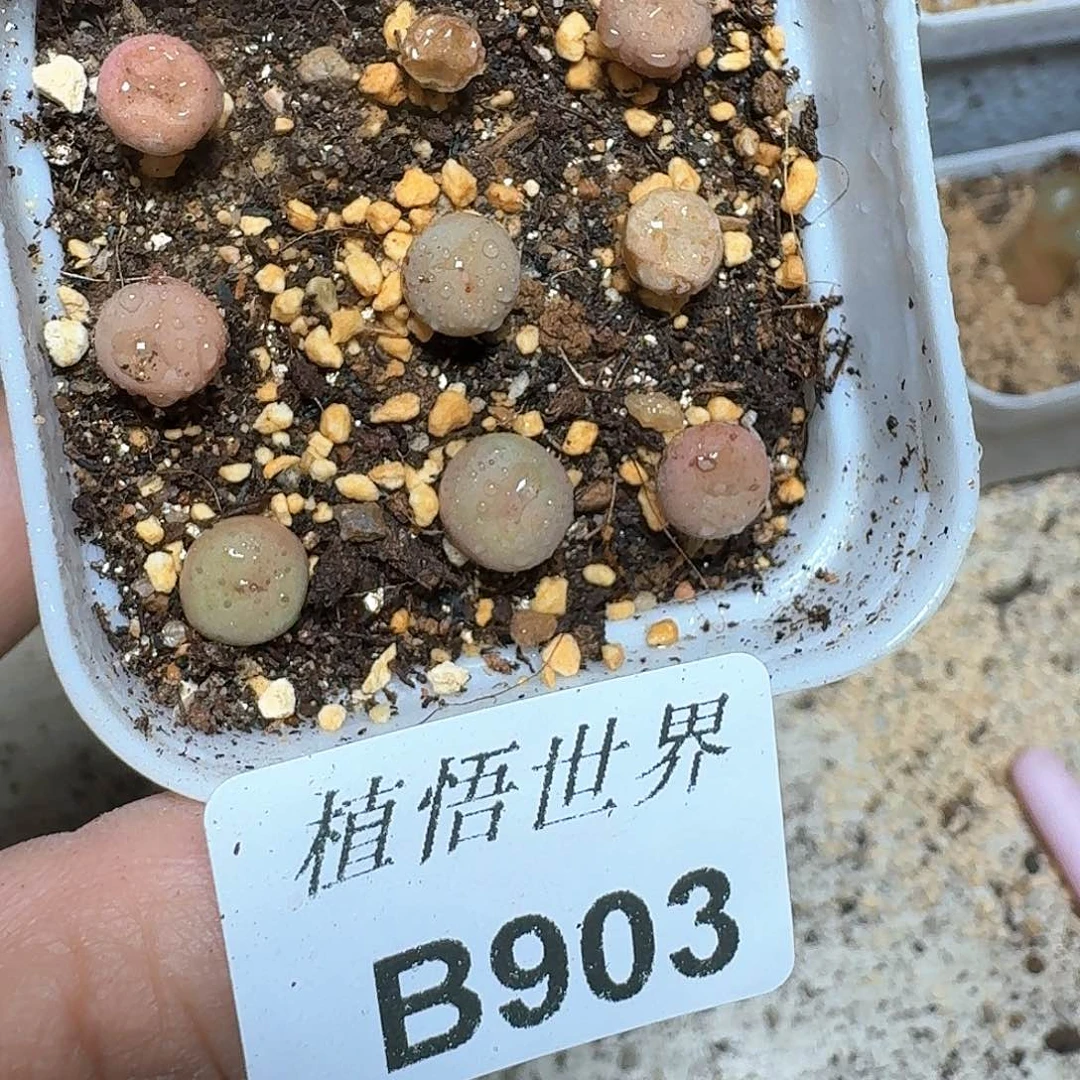 903盒多肉植物哇cv