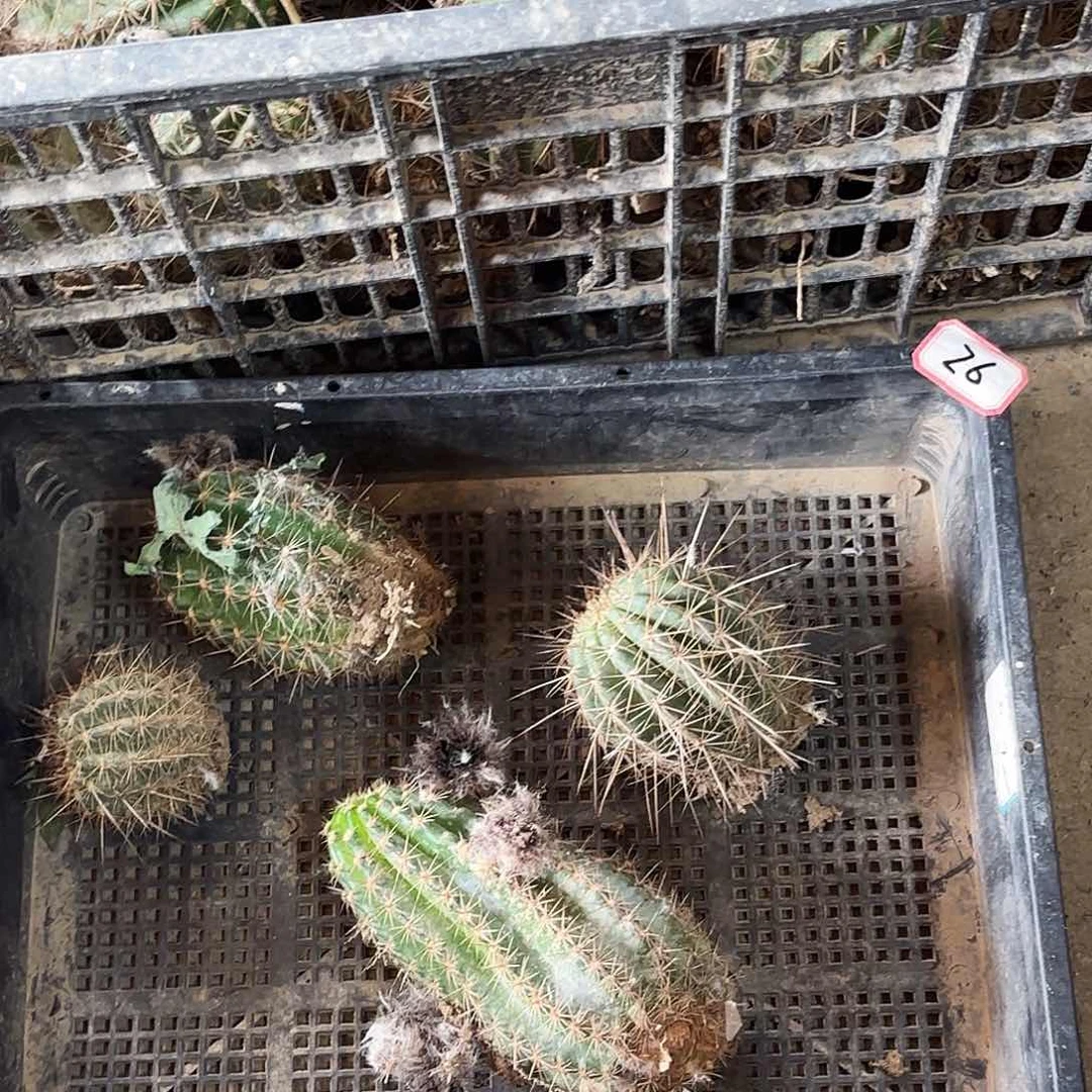 26 号毛花柱瑕疵处理