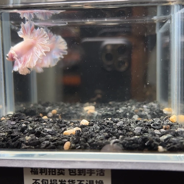 斗鱼竞拍跑单拉黑16日84