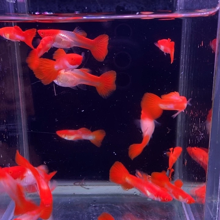 海水鱼红头20条孔雀