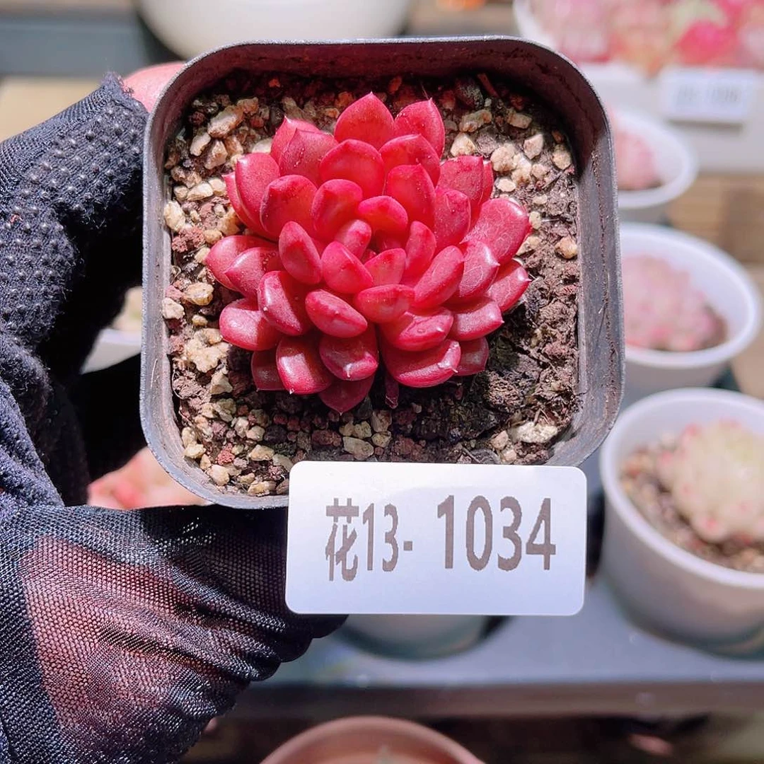 花利美13-1034红宝石