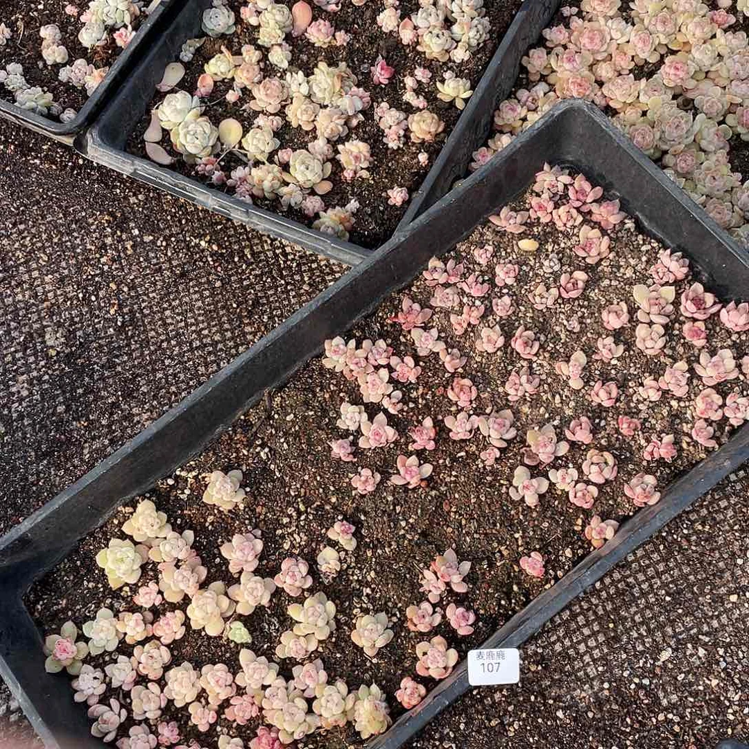 呵***呵107。 定。