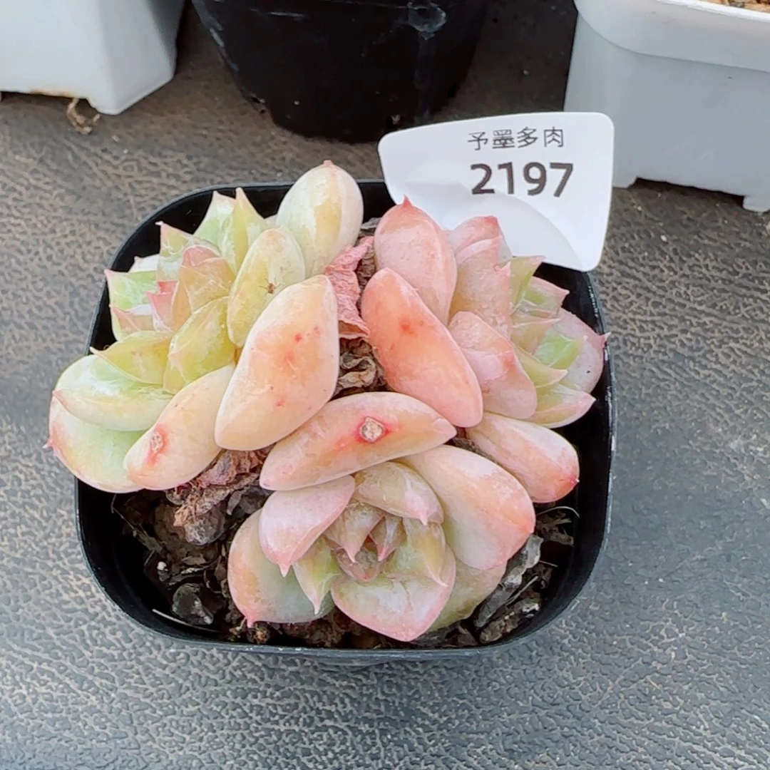 话梅糖，2197多肉植物