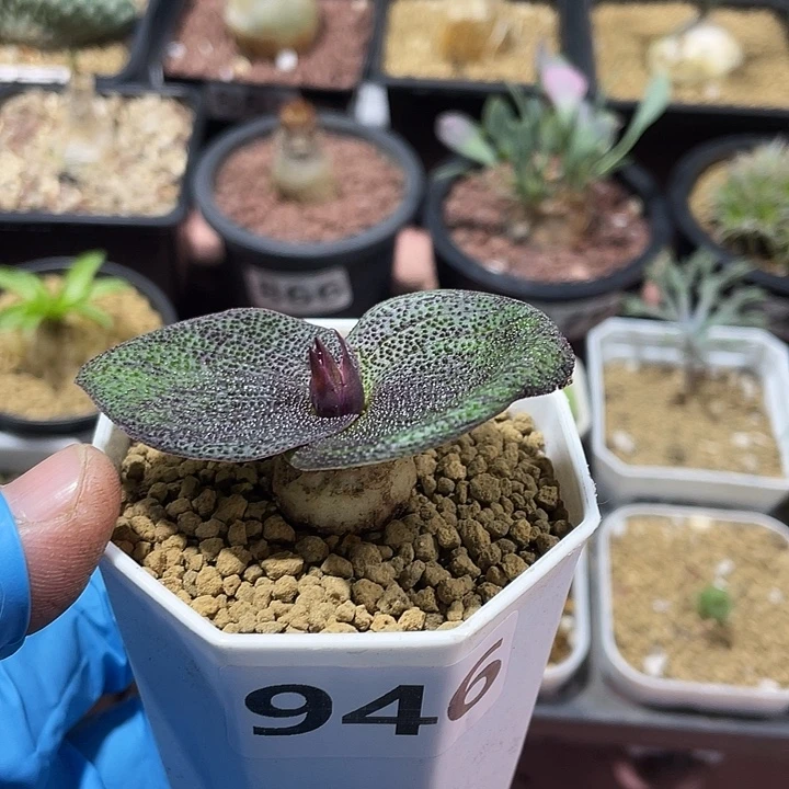 946紫镜块根植物，