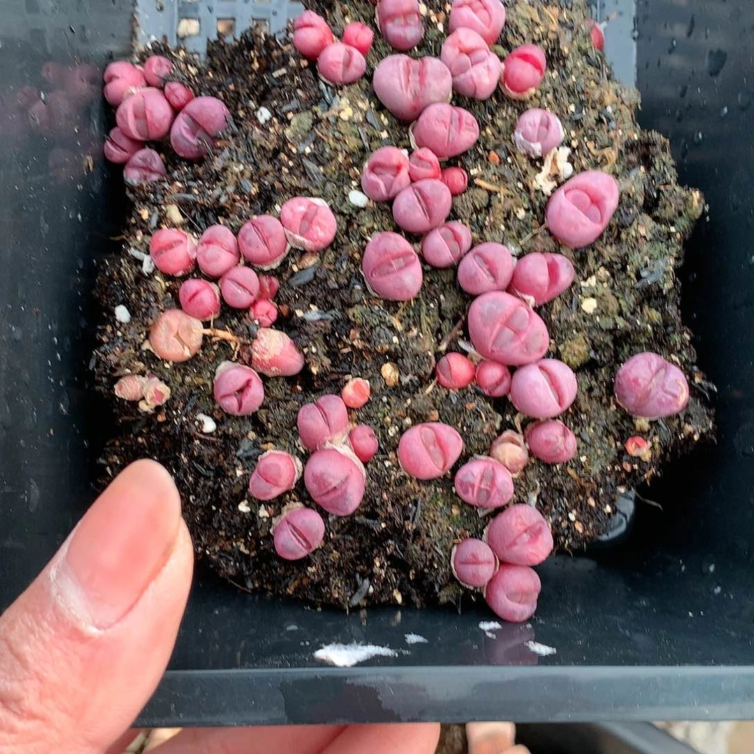 一****猪W476多肉植物保护