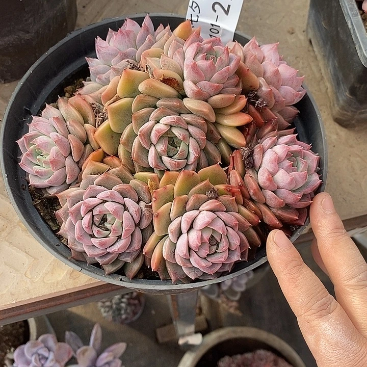 无***忍小七夕多肉不知名27